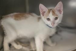 Shelter Stray Male Cat last seen CHARLOTTE, 8315 Byrum Dr, Charlotte, NC 28217, USA