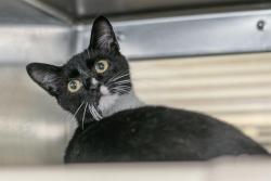 Shelter Stray Male Cat last seen CHARLOTTE, 8315 Byrum Dr, Charlotte, NC 28217, USA