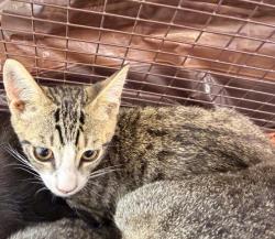 Shelter Stray Male Cat last seen , 957 N Gaffey St, San Pedro, CA 90731, USA