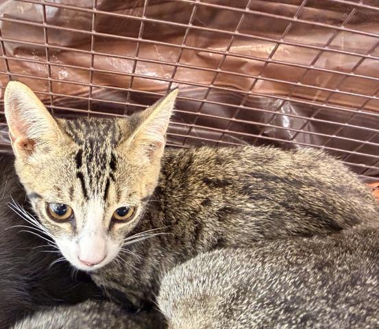 Shelter Stray Male Cat last seen , 957 N Gaffey St, San Pedro, CA 90731, USA