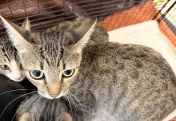 Shelter Stray Female Cat last seen , 957 N Gaffey St, San Pedro, CA 90731, USA