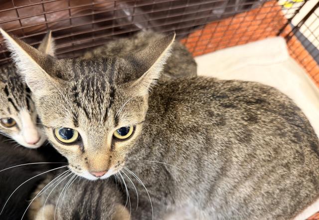 Shelter Stray Female Cat last seen , 957 N Gaffey St, San Pedro, CA 90731, USA