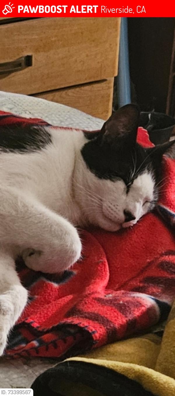Lost Male Cat last seen Grand and Old Mill Rd., Riverside, CA 92504