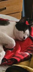 Lost Male Cat last seen Grand and Old Mill Rd., Riverside, CA 92504