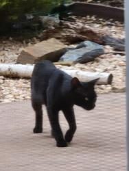 Found/Stray Male Cat last seen Sheldon Road and Harding Hall, Elk Grove, CA 95624