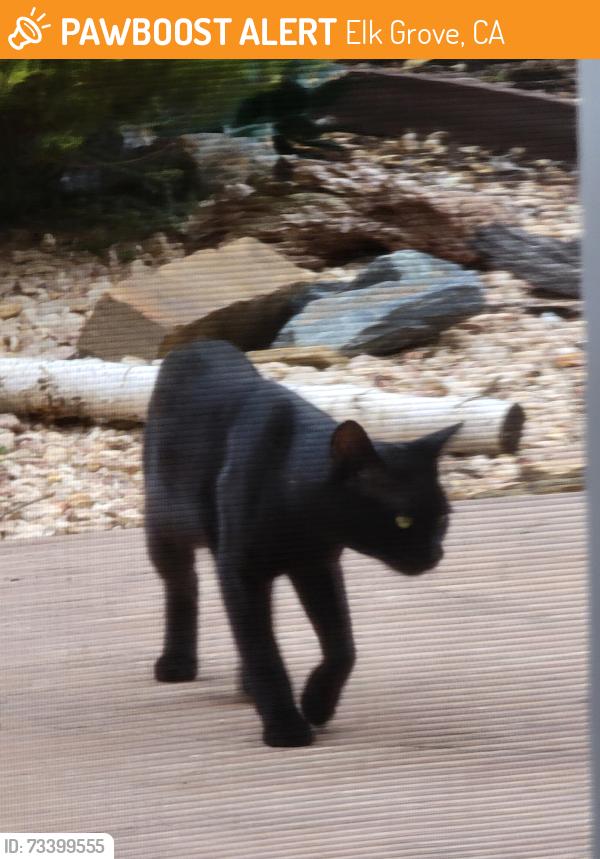 Found/Stray Male Cat last seen Sheldon Road and Harding Hall, Elk Grove, CA 95624