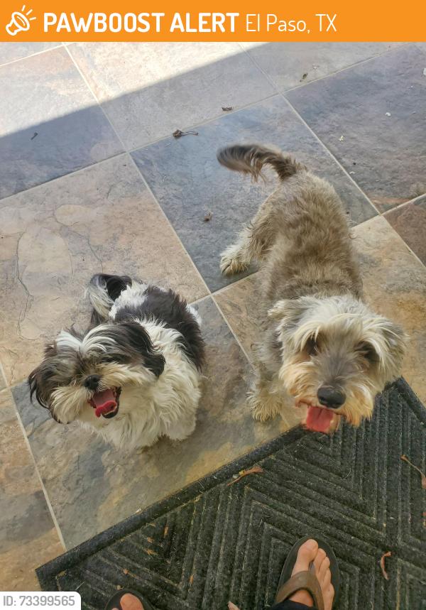Found/Stray Male Dog last seen Near jim de groat dr. EL PASO TX, El Paso, TX 79912