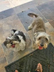 Found/Stray Male Dog last seen Near jim de groat dr. EL PASO TX, El Paso, TX 79912