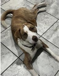 Reunited Female Dog last seen Irving park and Overhill Ave Norridge, Norridge, IL 60706