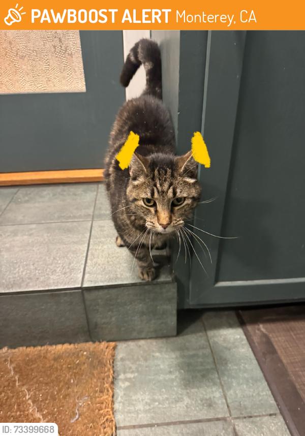 Found/Stray Unknown Cat last seen Deer flats, Monterey, CA 93940