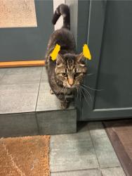 Found/Stray Unknown Cat last seen Deer flats, Monterey, CA 93940