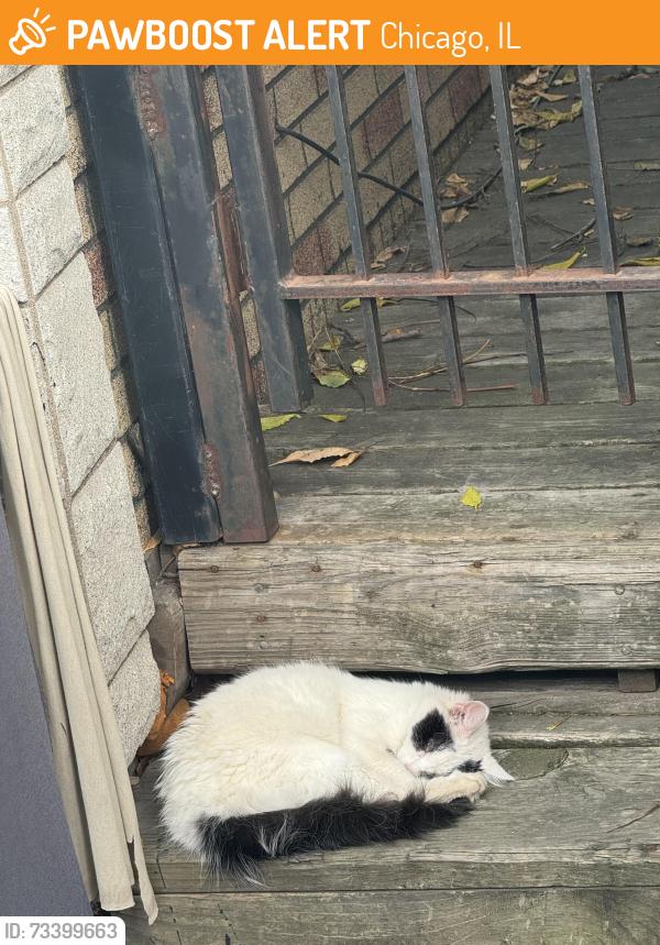 Found/Stray Unknown Cat last seen 28th Union, Chicago, IL 60616