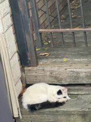 Found/Stray Unknown Cat last seen 28th Union, Chicago, IL 60616