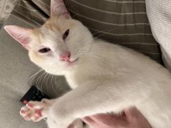 Reunited Male Cat last seen Longview and Prescott, White Plains, NY 10605