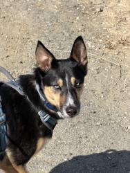 Lost Female Dog last seen Carlos bee, mission blvd, Hayward, CA 94541
