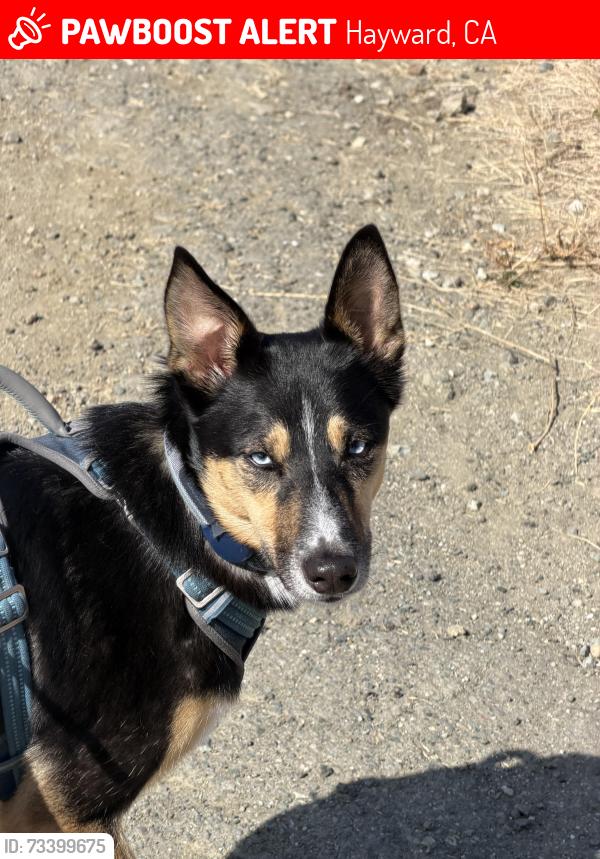 Lost Female Dog last seen Carlos bee, mission blvd, Hayward, CA 94541