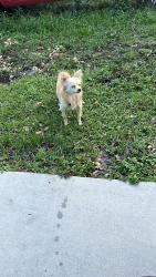 Lost Male Dog last seen Boca ratón floridad, Boca Raton, FL 33428