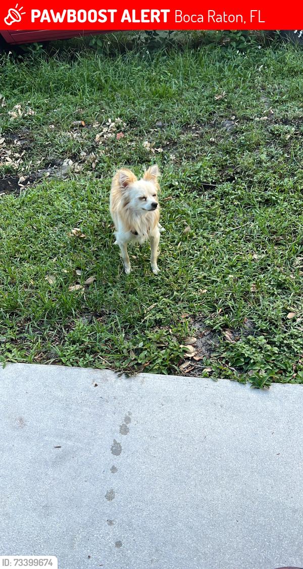 Lost Male Dog last seen Boca ratón floridad, Boca Raton, FL 33428