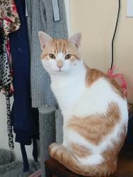 Lost Male Cat last seen Belleville Ave and Cardinal St, Maryville, TN 37803