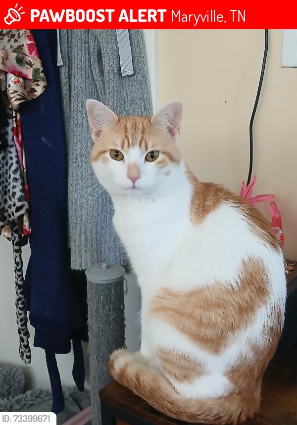 Lost Male Cat last seen Belleville Ave and Cardinal St, Maryville, TN 37803