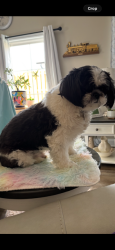 Reunited Male Dog last seen Riverstone liquor store, Cleveland, TN 37312