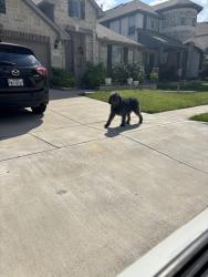 Found/Stray Unknown Dog last seen Red Cedar Drive Fate Tx Woodcreek, Rockwall, TX 75087