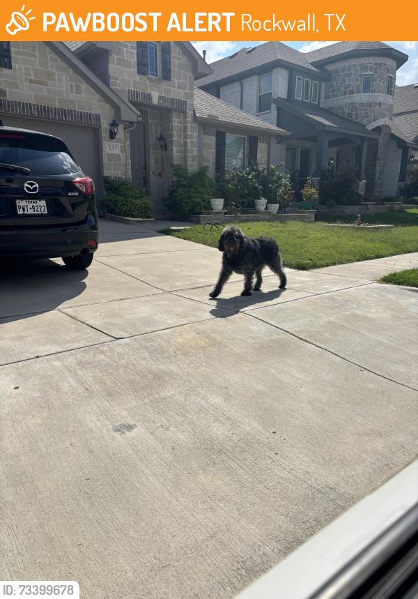 Found/Stray Unknown Dog last seen Red Cedar Drive Fate Tx Woodcreek, Rockwall, TX 75087