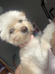 Reunited Female Dog last seen Foxton Ave, Lancaster, CA 93535, USA, Lancaster, CA 93535