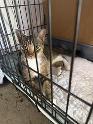 Reunited Female Cat last seen Dallas road and terrace road, Willow grove, Willow Grove, PA 19090