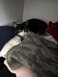 Lost Female Cat last seen Near Angus Road, Buckinghamshire, England HP19 9GP