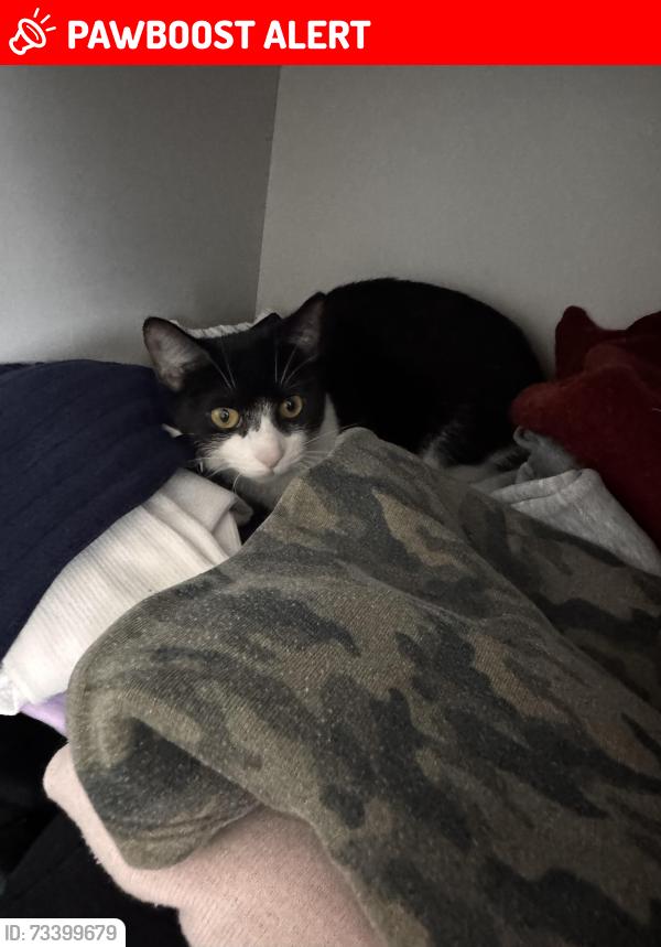 Lost Female Cat last seen Near Angus Road, Buckinghamshire, England HP19 9GP