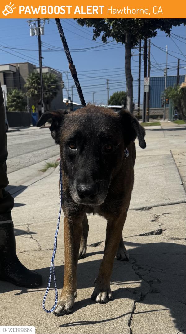 Found/Stray Male Dog last seen Near Hawthorne Blvd, Hawthorne, CA 90250