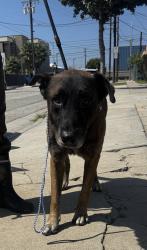 Found/Stray Male Dog last seen Near Hawthorne Blvd, Hawthorne, CA 90250