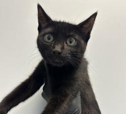Shelter Stray Female Cat last seen Near Clairemont Dr., San Diego, CA, 92117, 5500 Gaines St, San Diego, CA 92110, USA
