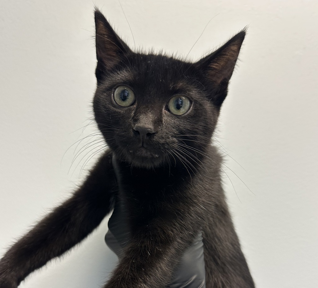 Shelter Stray Female Cat last seen Near Clairemont Dr., San Diego, CA, 92117, 5500 Gaines St, San Diego, CA 92110, USA