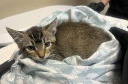 Shelter Stray Male Cat last seen Near Dorsey Way, Vista, CA, 92083, Oceanside, CA 92058, USA