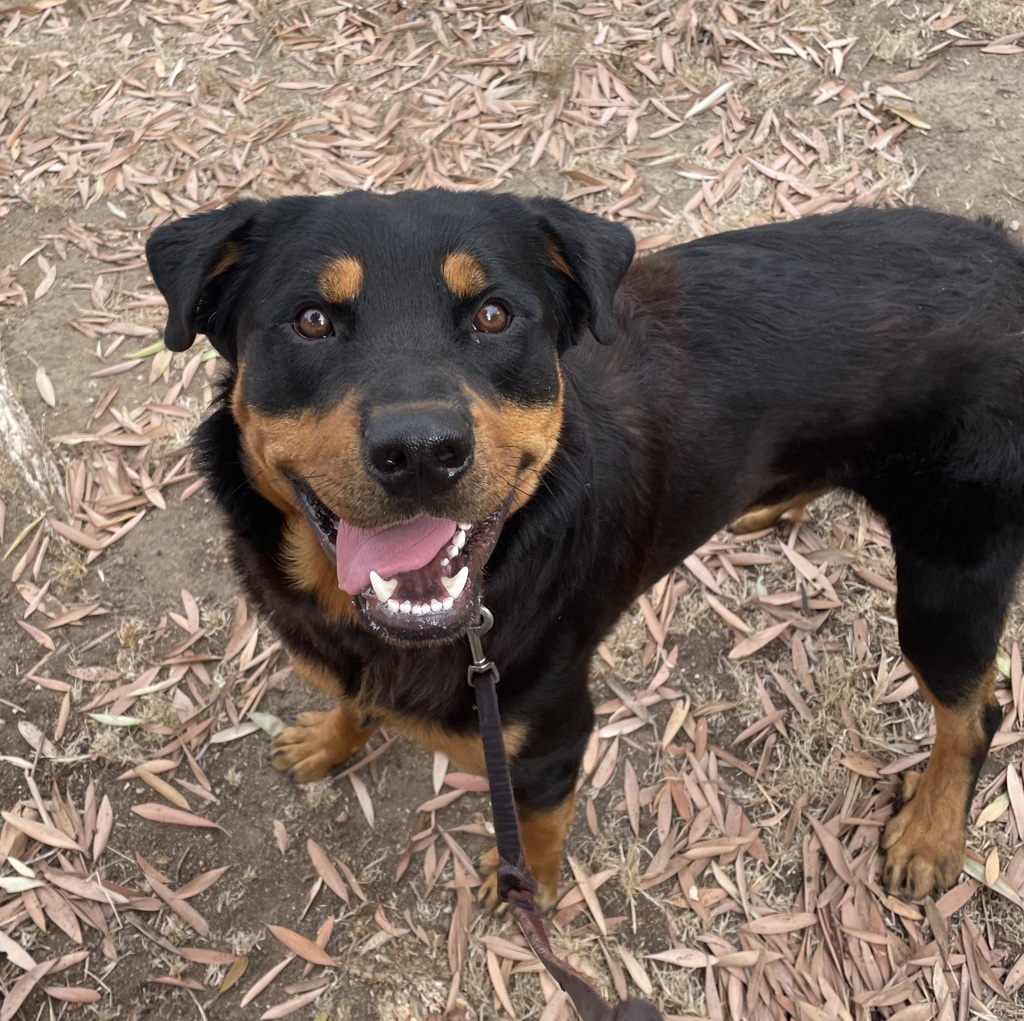 Shelter Stray Male Dog last seen In the parking lot at Northgate market, San Diego, CA, 92113, 5500 Gaines St, San Diego, CA 92110, USA