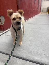 Shelter Stray Male Dog last seen Near Cross Bronx Expressway, BRONX, NY, 10457, 326 E 110th St, New York, NY 10029, USA