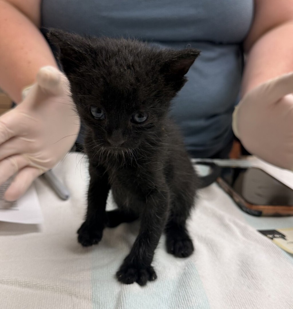 Shelter Stray Male Cat last seen Near Railroad Avenue, LIVERMORE, CA, 94550, 4651 Gleason Dr, Dublin, CA 94568, USA