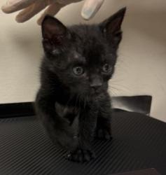 Shelter Stray Female Cat last seen Near Railroad Avenue, LIVERMORE, CA, 94550, 4651 Gleason Dr, Dublin, CA 94568, USA