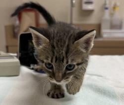 Shelter Stray Male Cat last seen Near Railroad Avenue, LIVERMORE, CA, 94550, 4651 Gleason Dr, Dublin, CA 94568, USA