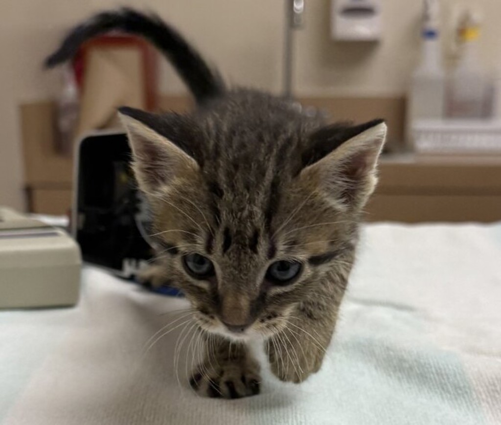Shelter Stray Male Cat last seen Near Railroad Avenue, LIVERMORE, CA, 94550, 4651 Gleason Dr, Dublin, CA 94568, USA