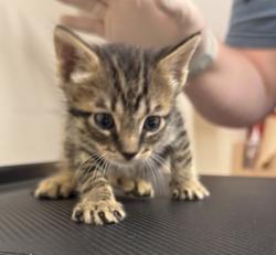Shelter Stray Male Cat last seen Near Railroad Avenue, LIVERMORE, CA, 94550, 4651 Gleason Dr, Dublin, CA 94568, USA