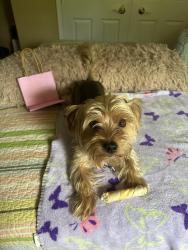 Lost Male Dog last seen Near laplata td Waldorf ma 20602, Waldorf, MD 20602