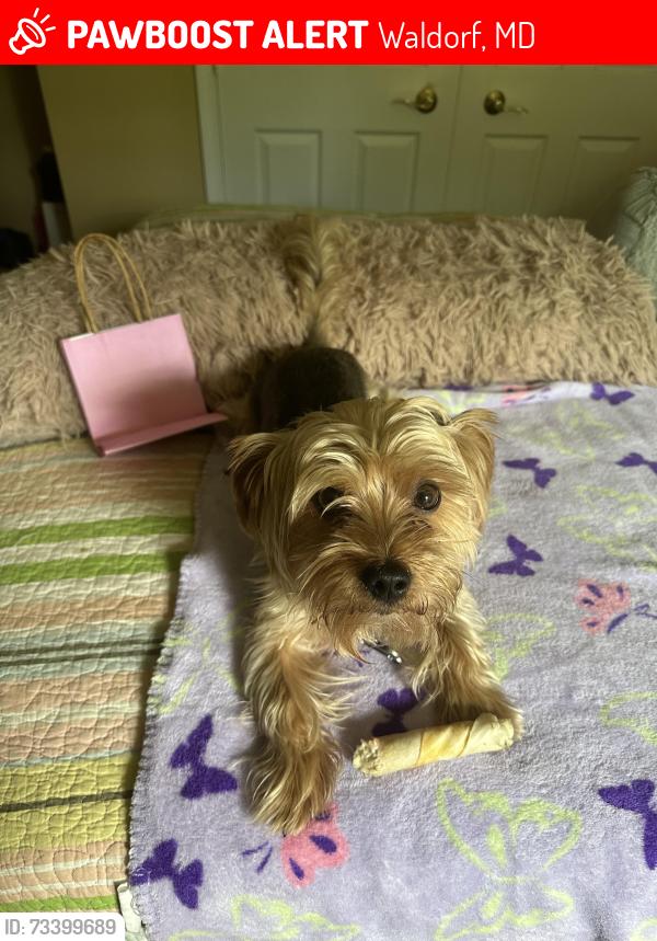 Lost Male Dog last seen Near laplata td Waldorf ma 20602, Waldorf, MD 20602