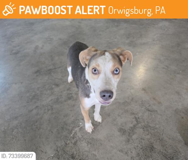 Found/Stray Female Dog last seen Hawk Ridge/Red Dale Road, Orwigsburg, PA 17961