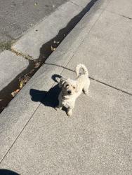 Found/Stray Unknown Dog last seen westland ave and near john r williams, Stockton, CA 95207