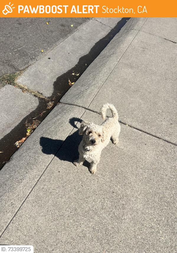 Found/Stray Unknown Dog last seen westland ave and near john r williams, Stockton, CA 95207