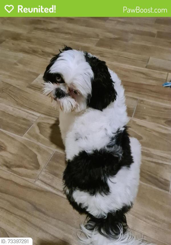 Reunited Male Dog last seen 55th ave and Indian School Rd, Phoenix, AZ 85031