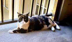 Lost Female Cat last seen Lacewing Drive, Zebulon, NC 27597